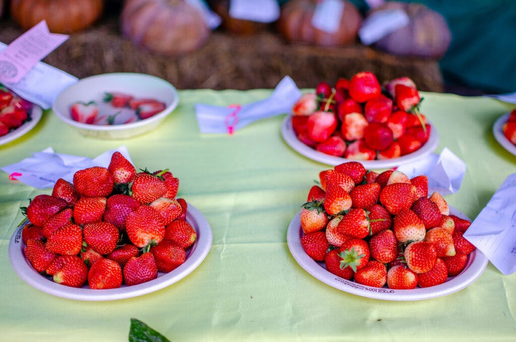 Two plates of red strawberries on a green table cloth. 