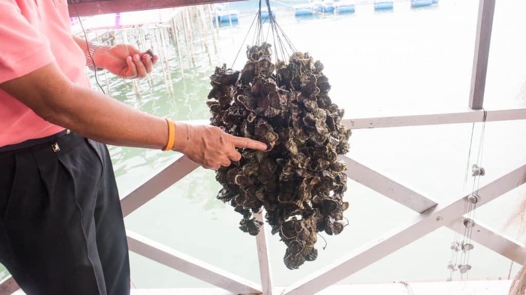 oyster farming demonstration in chanthaburi