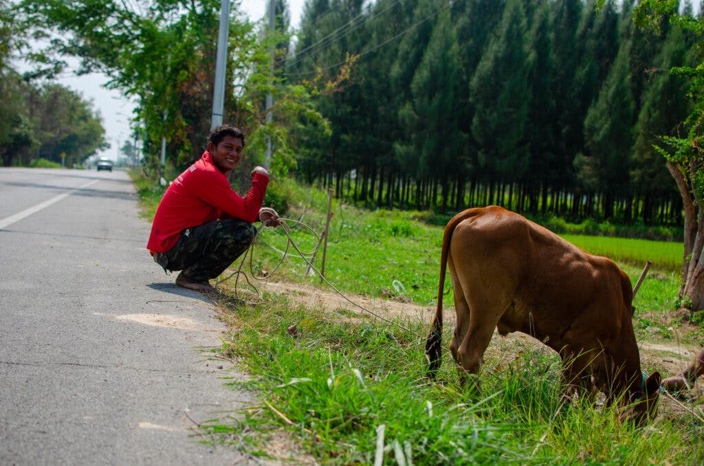A man in a red top squats near the road and smokes a cigarette. He is watching the cow and looking in the camera and smiles. 