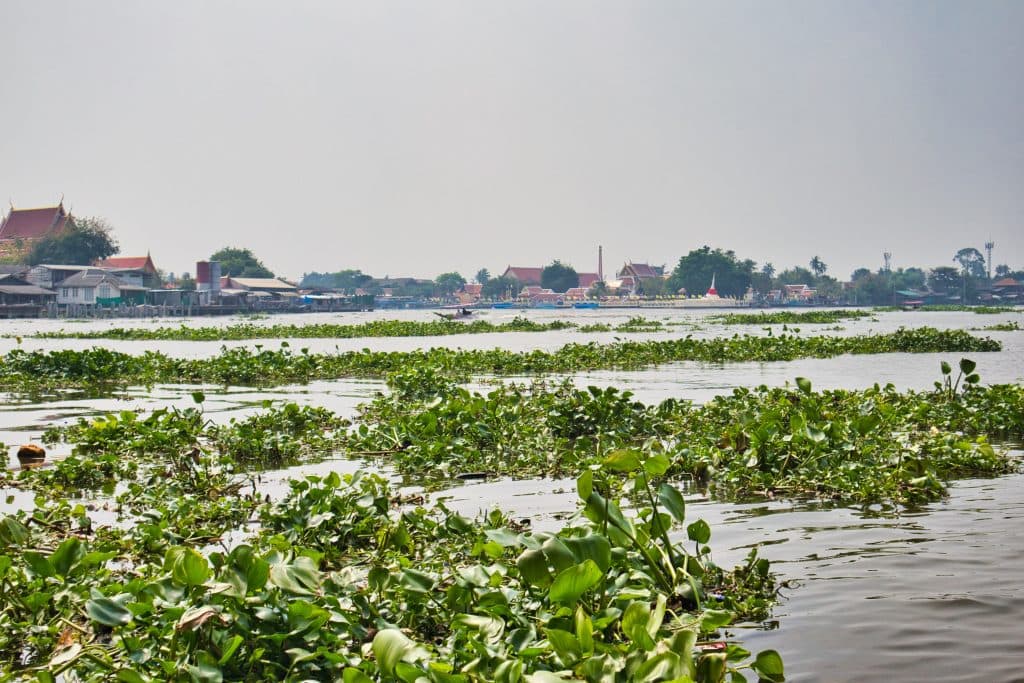 green leaves covering the river and a boat going through them. Koh Kret, Bangkok, Thailand.