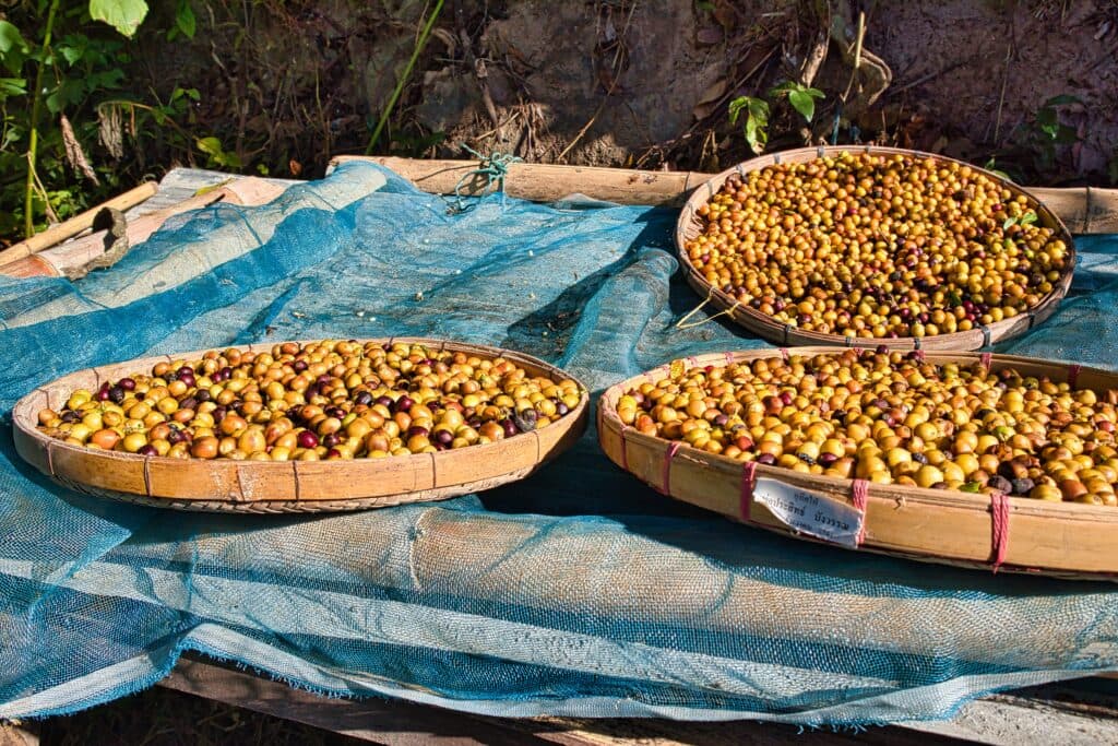 Drying coffee in mae kampong, thailand.