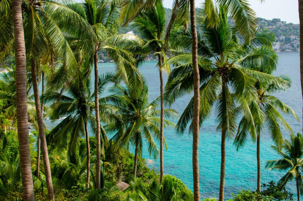 Palmy na Koh Tao